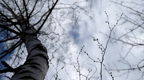 Birch tree Stock Footage 49722446