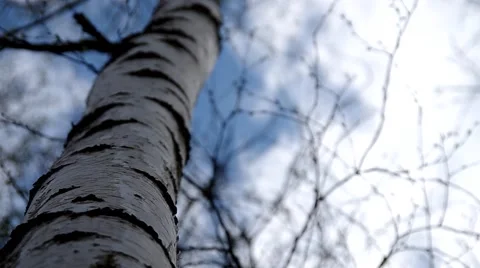 Birch tree Stock Footage 49722538
