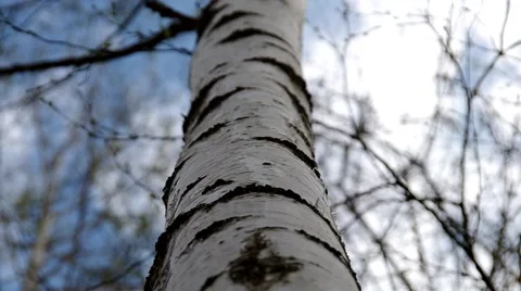 Birch tree Stock Footage 50425598