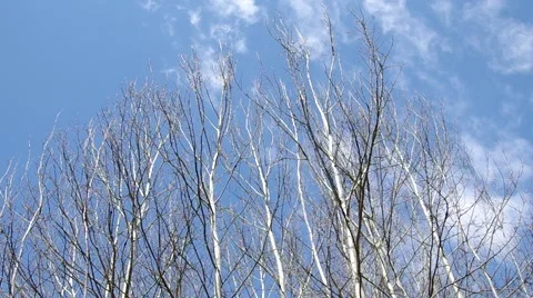 Birch tree Stock Footage 50425732