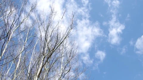 Birch tree Stock Footage 50425776