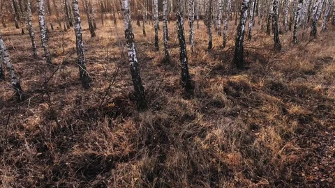 Birch-tree Video stock 122334373