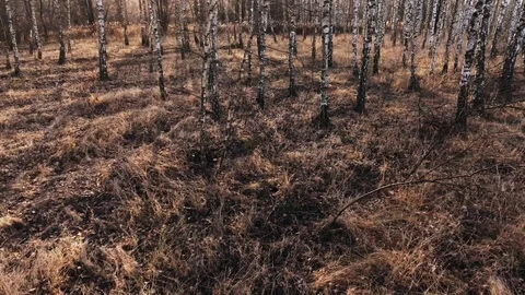 Birch-tree Stock Footage 122334792