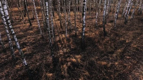 Birch-tree Stock Footage 122334885