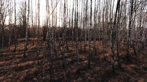 Birch-tree Video stock 122334929