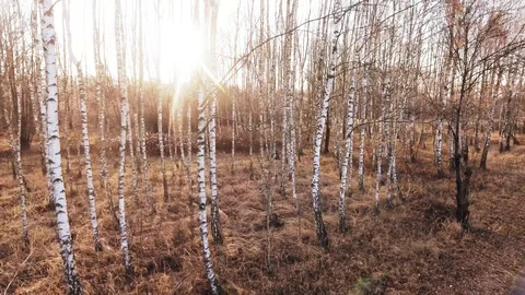 Birch-tree Stock Footage 122335353