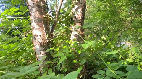 Birch tree Stock Footage 137425860