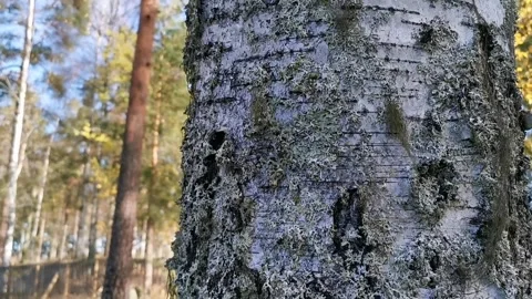 Birch tree Stock-Footage 142862569