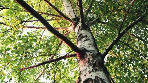 Birch Tree 動画素材 157354827