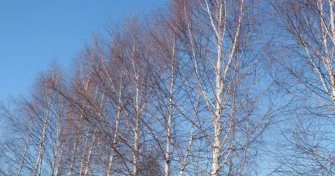 Birch tree Video stock 172473917
