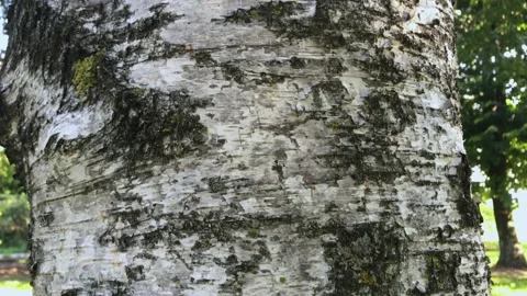 Birch tree Stock Footage 195934916