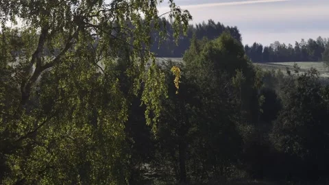 Birch tree Stock Footage 287104002