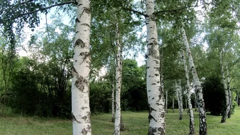 Birch tree Stock Footage 315243091