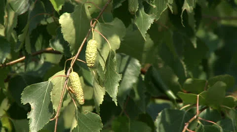 Birch tree in forest Stock Footage 25584495