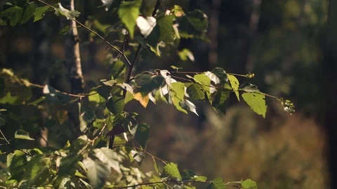 Birch tree in the forest Stock Footage 92876115