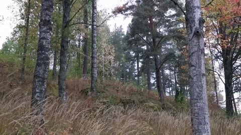 Birch tree forest Stock-Footage 142863630