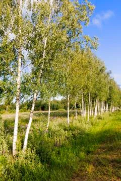 Birch tree forest. Stock Photos