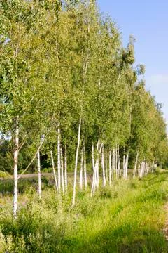 Birch tree forest. Stock Photos