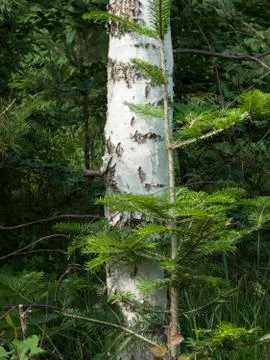 Birch tree in forest Stock Photos