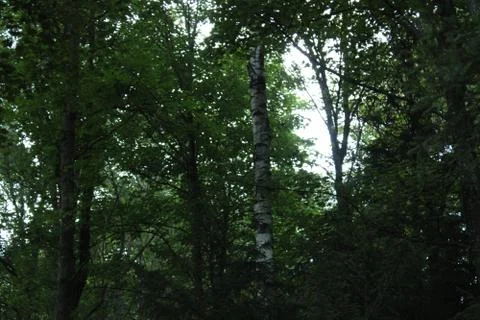 Birch tree in a forest. Stock Photos