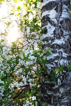 Birch Tree In Forest Stock Photos