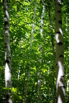 Birch Tree Forest Stock Photos
