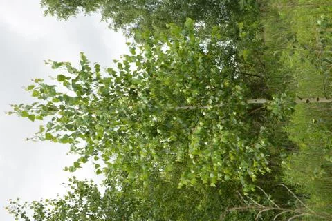 Birch tree forest scene. Birch forest view. Stock Photos