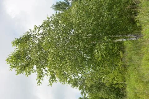 Birch tree forest scene. Birch forest view. Stock Photos