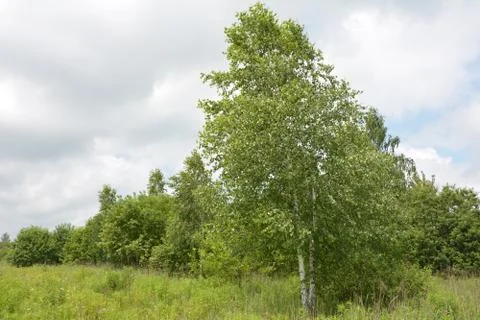 Birch tree forest scene. Birch forest view. Stock Photos