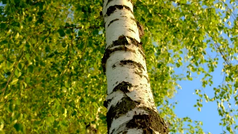 Birch tree in the forest. Selective focus. Stock Footage 256923130