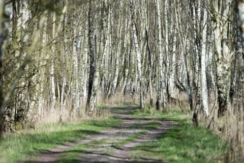 Birch tree forest in spring Stock Photos
