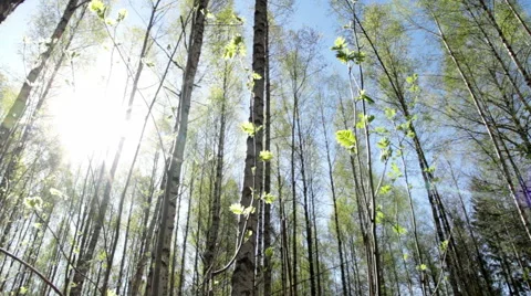 Birch tree forest in springtime and sun in the sky Stock Footage 52789716