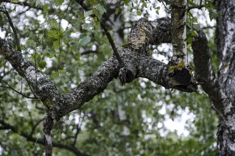 Birch tree in the forest in summer, closeup of photo Stock Photos