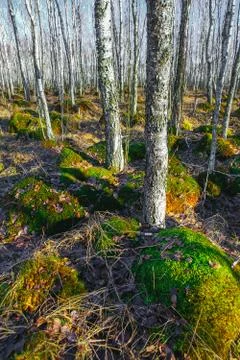 Birch tree forest on a Swamp Foto stock