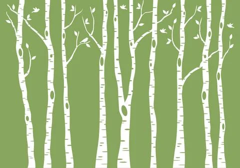 Birch tree forest, vector background illustration Stock Illustration