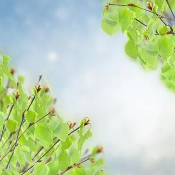 Birch tree in garden Stock Illustration