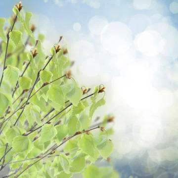Birch tree in garden Stock Illustration