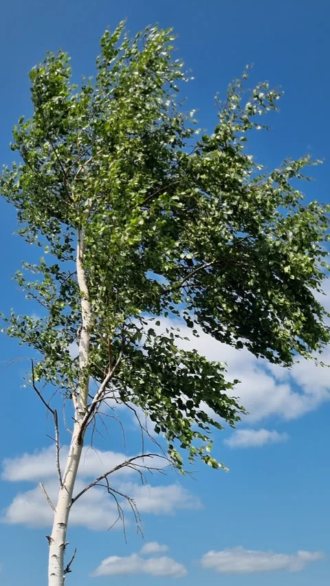 Birch tree gently swaying, white bark contrasting verdant leaves, dancing Stock Footage 314326011