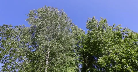 Birch tree with green foliage in spring, deciduous birch tree in spring Stock Footage 295632210