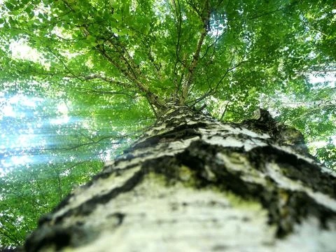 Birch tree in green forest Stock Photos