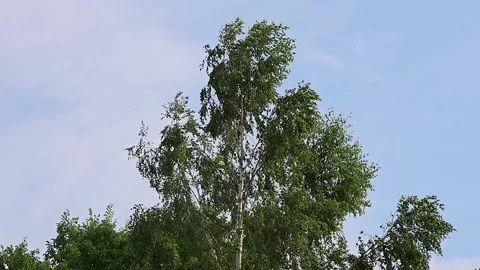 Birch tree with green leaves blowing in the wind Stock Footage 337801357