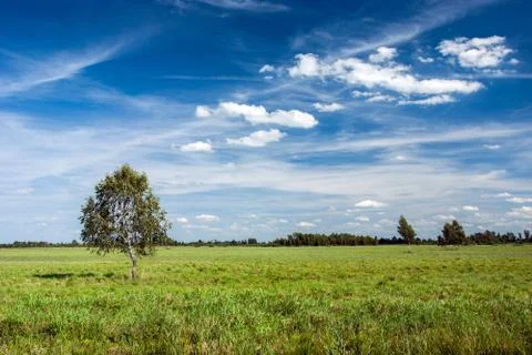 Birch tree in the green meadow Stock Photos