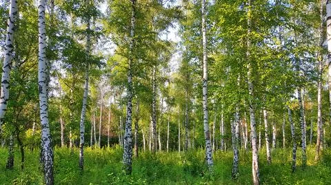 In the Birch Tree Grove Stock Photos