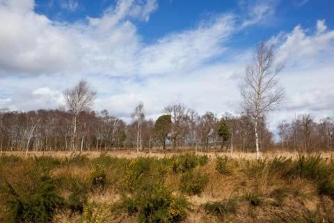 Birch tree heathland Stock Photos