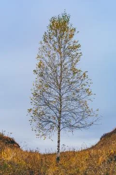Birch tree on hillside Stock Photos