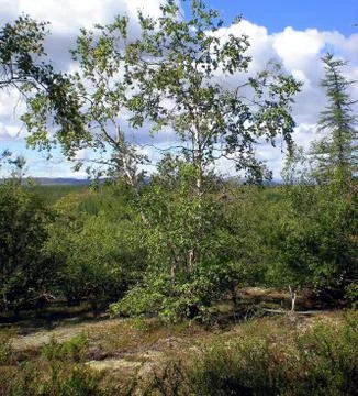 A birch tree on a hillside in taiga. Stock Photos