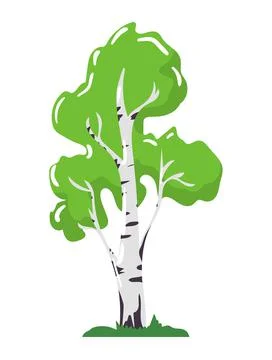 Birch tree icon concept, central european and siberian nature wood, organic Stock Illustration