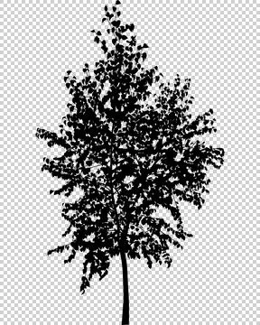 Birch tree Illustrazione stock