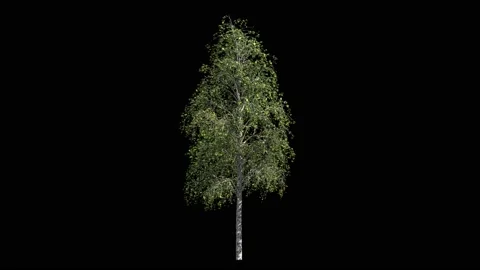 Birch tree isolated on black with alpha matte, light wind blowing Stock Footage 147955114