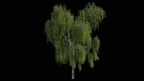 Birch tree isolated on black with alpha matte, light wind blowing Stock Footage 147977508